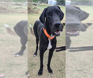 Great Dane Dogs for adoption in PIPE CREEK, TX, USA