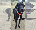 Small Great Dane