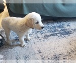 Small Photo #10 Labrenees Puppy For Sale in FORESTBURG, TX, USA