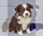 Small Photo #9 Miniature Australian Shepherd Puppy For Sale in O NEALS, CA, USA
