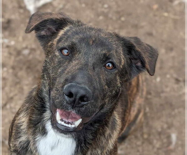 Medium Photo #4 Catahoula Leopard Dog-Mountain Cur Mix Puppy For Sale in Anniston, AL, USA