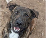 Small #3 Catahoula Leopard Dog-Mountain Cur Mix