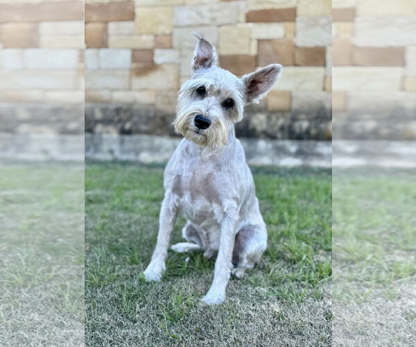 Medium Photo #3 Mutt Puppy For Sale in PIPE CREEK, TX, USA