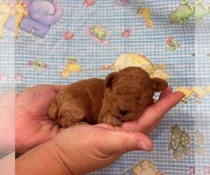 Poodle (Toy) Puppy for sale in WINNSBORO, LA, USA