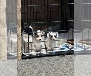 Biewer Terrier-Maltese Mix Puppy for sale in WARRENSBURG, MO, USA