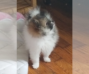 Pomeranian Puppy for sale in CALWOOD, MO, USA