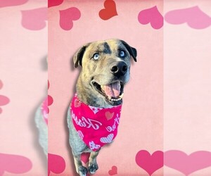 Medium Labrador Retriever Mix