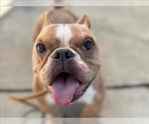Medium French Bulldog Mix