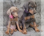 Small Photo #33 Doberman Pinscher Puppy For Sale in POMEROY, OH, USA