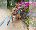 Small Photo #35 American Bulldog-Unknown Mix Puppy For Sale in Derwood, MD, USA