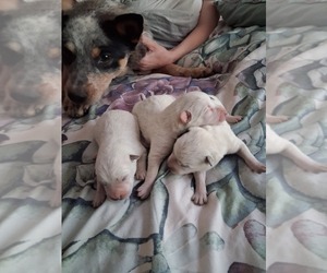 Australian Cattle Dog Puppy for sale in SENECA ROCKS, WV, USA