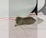 Small #2 Cane Corso
