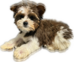 Small #15 Yorkshire Terrier