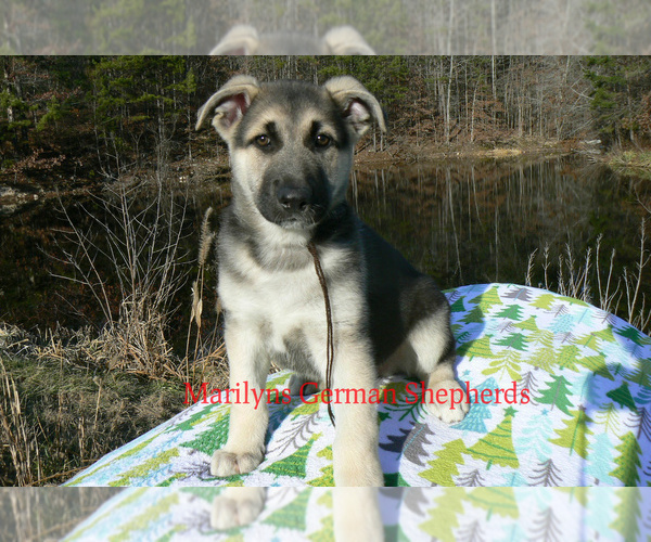 Medium Photo #5 German Shepherd Dog Puppy For Sale in PIEDMONT, MO, USA