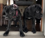 Small Photo #8 Cane Corso Puppy For Sale in LANHAM, MD, USA