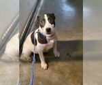 Small #7 Border Collie Mix