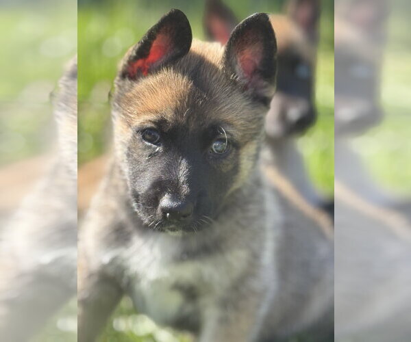Medium Photo #7 Siberian Husky-Unknown Mix Puppy For Sale in Holly Springs, NC, USA