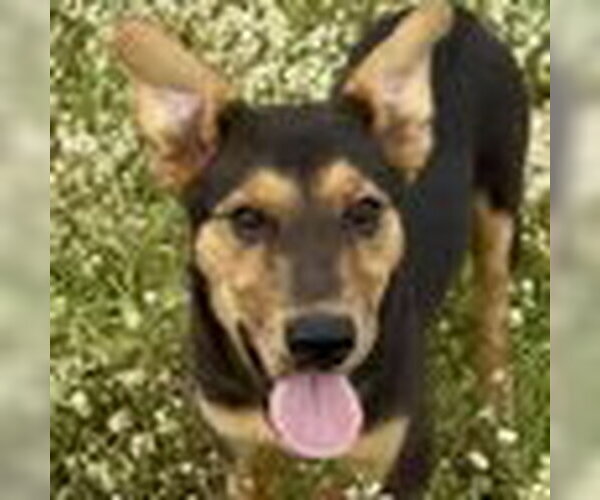 Medium Photo #1 Australian Shepherd-German Shepherd Dog Mix Puppy For Sale in Bristol, CT, USA