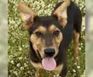 Australian Shepherd-German Shepherd Dog Mix Dogs for adoption in Bristol, CT, USA
