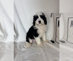 Mozart - Male Bernedoodle Puppy for Sale - Photo #4