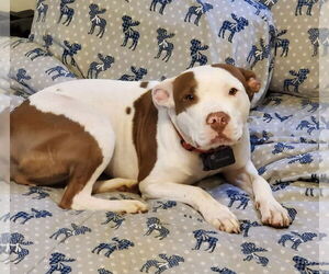American Pit Bull Terrier-Unknown Mix Dogs for adoption in Pottstown, PA, USA
