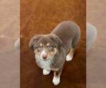 Small Photo #17 Australian Shepherd Puppy For Sale in WESLEY CHAPEL, FL, USA