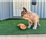 Small #8 French Bulldog