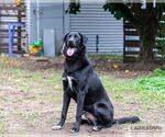 Small #2 Labrador Retriever Mix