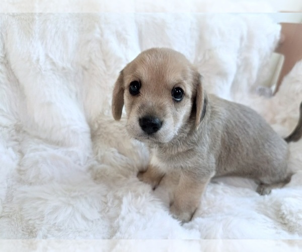 Medium Photo #1 Mauxie Puppy For Sale in RIVERSIDE, CA, USA