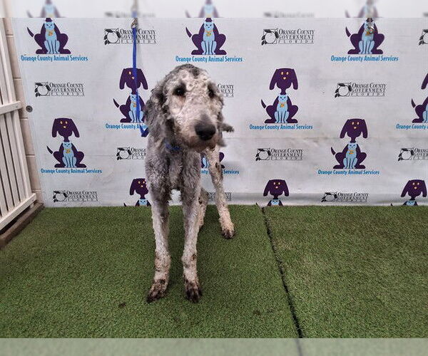 Medium Photo #1 Poodle (Standard) Puppy For Sale in Orlando, FL, USA