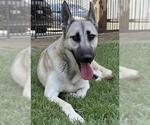 Small #1 German Shepherd Dog