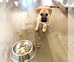 Small #2 Mutt