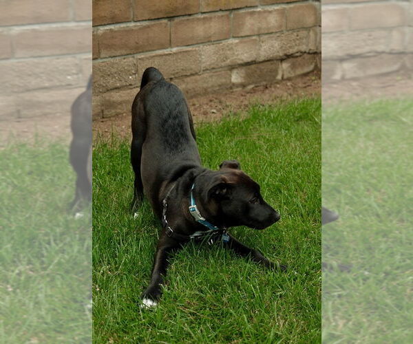 Medium Photo #3 Borador Puppy For Sale in San Diego, CA, USA