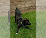 Small #2 Borador
