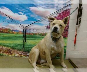 Akita-Unknown Mix Dogs for adoption in Moreno Valley, CA, USA