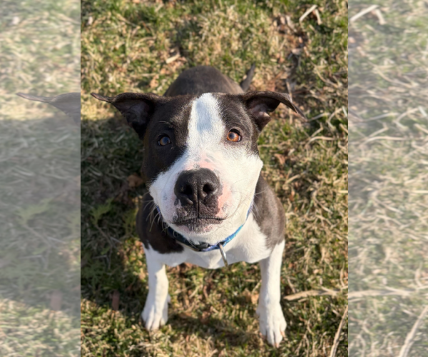 Medium Photo #6 Mutt Puppy For Sale in Jefferson, WI, USA