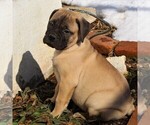 Small Photo #4 Bullmastiff Puppy For Sale in GREENBANK, PA, USA
