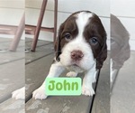 Small #7 English Springer Spaniel