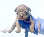 Small Photo #41 French Bulldog Puppy For Sale in ATLANTA, GA, USA