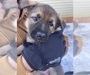 Medium German Shepherd Dog