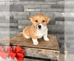 Small Photo #4 Pembroke Welsh Corgi Puppy For Sale in MIDDLEBURY, IN, USA