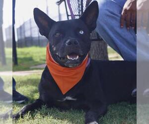 American Staffordshire Terrier-Unknown Mix Dogs for adoption in San Antonio, TX, USA