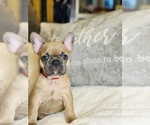 Small Photo #8 French Bulldog Puppy For Sale in MISSION HILLS, CA, USA