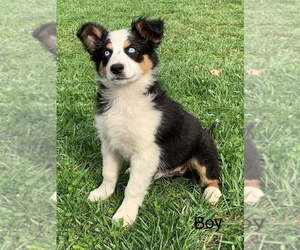Miniature Australian Shepherd Puppy for sale in NEW WASHINGTN, IN, USA