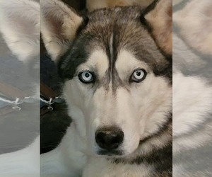 Siberian Husky Dogs for adoption in Cedar Crest, NM, USA