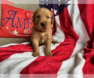 Golden Retriever Puppy for sale in KINGSPORT, TN, USA