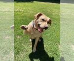 Small American Pit Bull Terrier-Labrador Retriever Mix