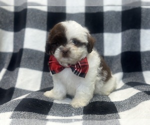 Medium ShihPoo