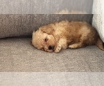 Small #2 Maltipoo (Miniature)