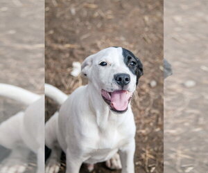 Goose - Male American Staffordshire Terrier-Unknown Mix Dog for Adoption - Photo #2